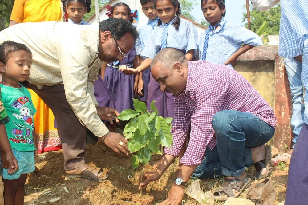 Planting Saplings At The Place Where They Belong To
